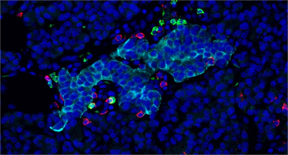 Image of cells