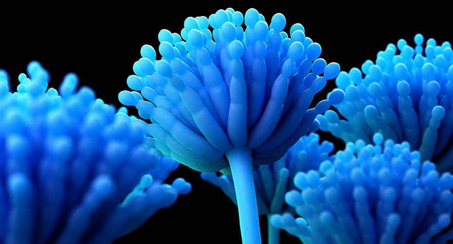 Medical mycology